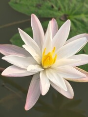 Water Lily its A Classic Aquatic Angiosperm