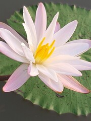 Water Lily its A Classic Aquatic Angiosperm