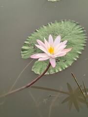 Water Lily its A Classic Aquatic Angiosperm