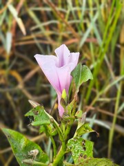 Floral Morphology of Morning Glories