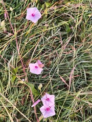 Floral Morphology of Morning Glories