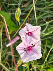 Floral Morphology of Morning Glories