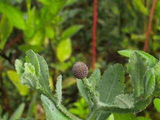 Morphology of Drumstick and Allium Plants
