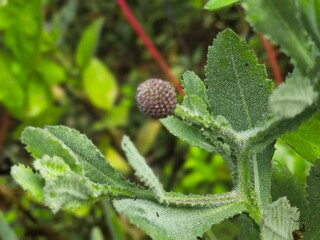 Morphology of Drumstick and Allium Plants