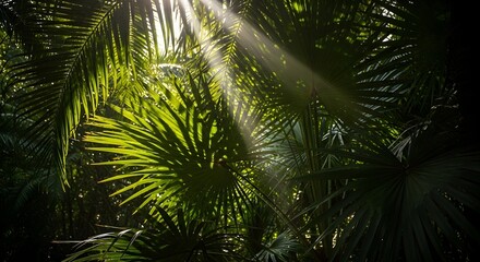 Palm leaves sunlight through foliage