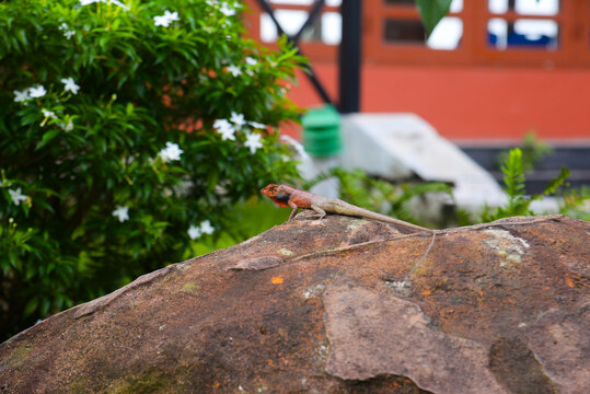 Oriental garden lizard (Calotes versicolor) perched on a weathered rock in Vietnam, orange breeding head, shallow depth of field with urban garden bokeh.