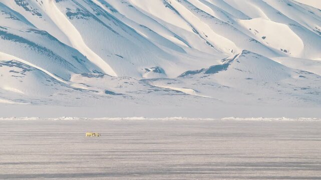 Courtship between two polar bears against a majestic arctic scenery in Svalbard