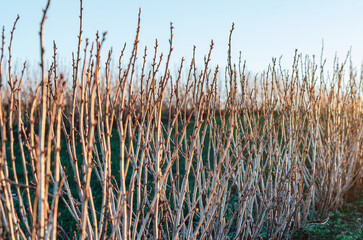 Currant bushes in agricultural field illuminated by sunlight. Berry production, organic agribusiness © Todayphoto