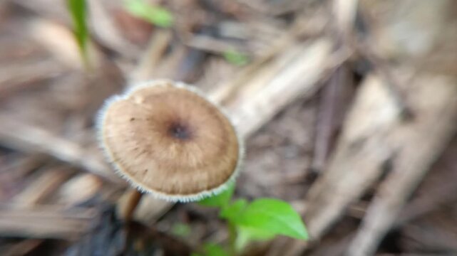 mushrooms in the ground