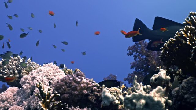 Iron structure of the Giannis D shipwreck being reclaimed by nature.Thousands of tiny orange Anthias (Sea Goldies) dart in and out of the coral-covered steel.