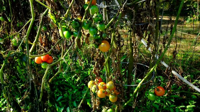Close up shot of plenty of cherry tomatoes hanging from withering vines after first frost killed most crops