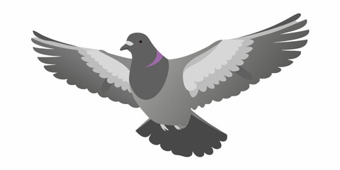 Obraz premium A gray pigeon in mid flight with wings fully extended and a purple collar