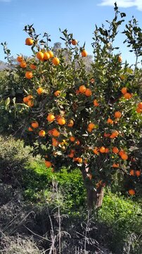 Orange tree with ripe fruits in orchard swaying in the wind under blue sky and white clouds, close-up movement.
