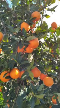 Orange tree with ripe fruits in orchard swaying in the wind, sun backlit with lens flare in a sunny citrus grove.