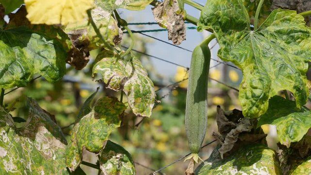 Luffa fruit is visible through dense leaves as intertwined vines form a layered natural background emphasizing thick plant growth. Dense vegetation.