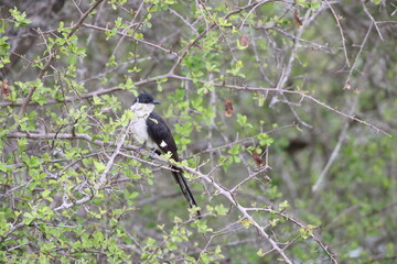 Jacobin cuckoo (Clamator jacobinus), also pied cuckoo or pied crested cuckoo, is a member of the cuckoo order of birds that is found in Africa and Asia. This photo was taken in South Africa.