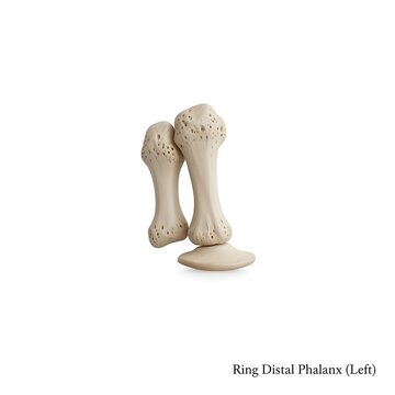 Ring distal phalanx (left) and middle phalanx isolated on white background, human anatomy