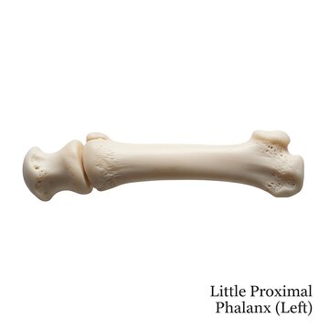 Little proximal phalanx (left) isolated on white background, human anatomy part