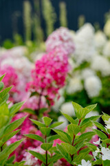 Obraz premium Vibrant Pink Hydrangea Bloom in Summer Sunlight