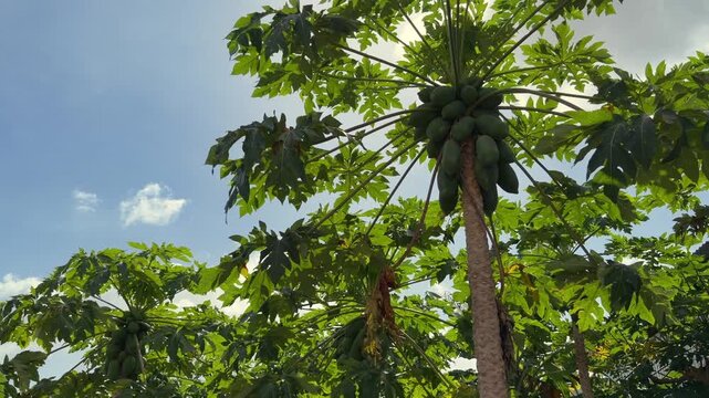 Papaya plantation with fruit bearing trees arranged in rows under a wide blue sky creating an open tropical farming landscape. Commercial farming.
