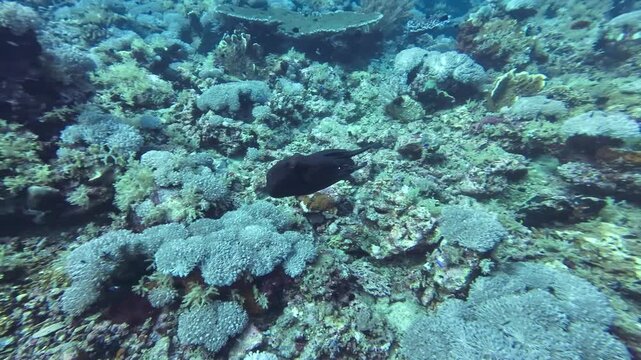Footage showing octopus swimming while dramatically shifting color in apparent conflict in 8th Wonder, Manuk, Maluku, Indonesia