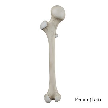 Complete left femur bone anatomical model showing distal and proximal joints on white back