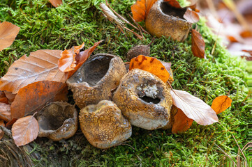 Pilze Boviste geplatzt auf Moos