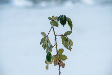 Gefrorener Strauch mit kleinen Eiszapfen auf den Bl&auml;ttern