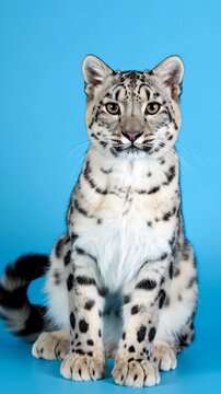 Adorable snow leopard cub growling with its mouth open, displaying spotted fur pattern and claws on blue studio background.