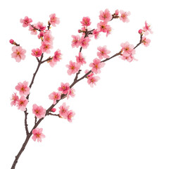 Fototapeta premium Cherry blossom branch extending from tree isolated on transparent background