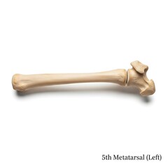 Bone model of a horse's left fifth metatarsal isolated on a clean white background