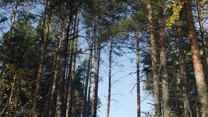 Fototapeta premium Camera tilting down from pine trees canopy to forest path