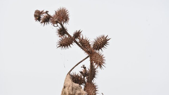 Xanthium strumarium. Its common name rough cocklebur,&nbsp;Noogoora burr, clotbur,&nbsp;common cocklebur,&nbsp;large cocklebur,&nbsp;woolgarie bur and Siberian cocklebur. Its species flowering plant&nbsp;family&nbsp;Asteraceae. 