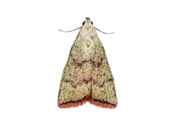 Triangular Winged Moth Isolated on Transparent Background