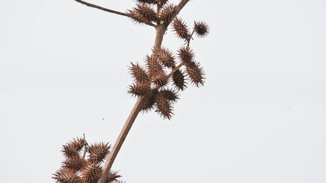 Xanthium strumarium. Its common name rough cocklebur,&nbsp;Noogoora burr, clotbur,&nbsp;common cocklebur,&nbsp;large cocklebur,&nbsp;woolgarie bur and Siberian cocklebur. Its species flowering plant&nbsp;family&nbsp;Asteraceae. 