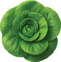 Fototapeta premium Fresh Green Lettuce Head With Swirling Leaves vegetable