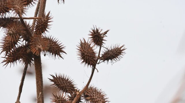 Xanthium strumarium. Its common name rough cocklebur,&nbsp;Noogoora burr, clotbur,&nbsp;common cocklebur,&nbsp;large cocklebur,&nbsp;woolgarie bur and Siberian cocklebur. Its species flowering plant&nbsp;family&nbsp;Asteraceae. 