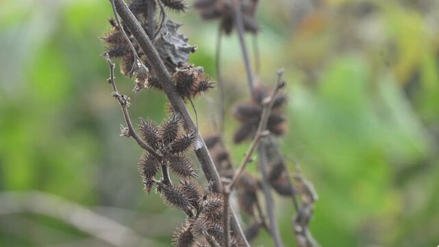 Xanthium strumarium. Its common name rough cocklebur,&nbsp;Noogoora burr, clotbur,&nbsp;common cocklebur,&nbsp;large cocklebur,&nbsp;woolgarie bur and Siberian cocklebur. Its species flowering plant&nbsp;family&nbsp;Asteraceae. 
