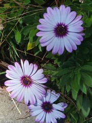Mourning doves resting on garden planter