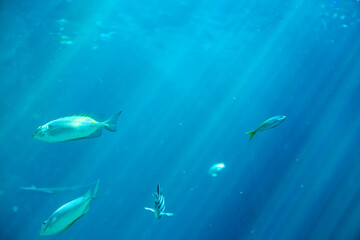 Various tropical fish swim in deep blue water, with dramatic sunbeams breaking through the surface