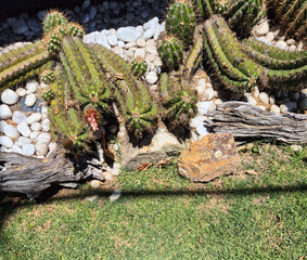 Group of green spiky cacti in rocky desert landscape garden