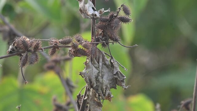 Xanthium strumarium. Its common name rough cocklebur,&nbsp;Noogoora burr, clotbur,&nbsp;common cocklebur,&nbsp;large cocklebur,&nbsp;woolgarie bur and Siberian cocklebur. Its species flowering plant&nbsp;family&nbsp;Asteraceae. 