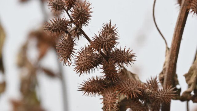Xanthium strumarium. Its common name rough cocklebur,&nbsp;Noogoora burr, clotbur,&nbsp;common cocklebur,&nbsp;large cocklebur,&nbsp;woolgarie bur and Siberian cocklebur. Its species flowering plant&nbsp;family&nbsp;Asteraceae. 