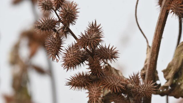 Xanthium strumarium. Its common name rough cocklebur,&nbsp;Noogoora burr, clotbur,&nbsp;common cocklebur,&nbsp;large cocklebur,&nbsp;woolgarie bur and Siberian cocklebur. Its species flowering plant&nbsp;family&nbsp;Asteraceae. 