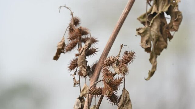 Xanthium strumarium. Its common name rough cocklebur,&nbsp;Noogoora burr, clotbur,&nbsp;common cocklebur,&nbsp;large cocklebur,&nbsp;woolgarie bur and Siberian cocklebur. Its species flowering plant&nbsp;family&nbsp;Asteraceae. 