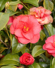 Bright pink camellia flowers bloom on green leaves in a garden during spring