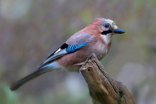 Eichelh&auml;her (Garrulus glandarius) Singvogel auf Ast