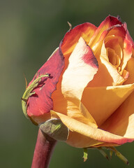 Flower blooms with petals in shades of yellow and red. This scene depicts a close view of a rose captured outdoors during daylight