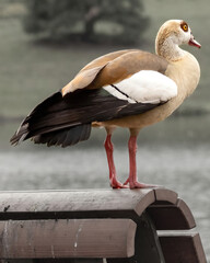 Bird stands on railing near water at park during daytime with soft light