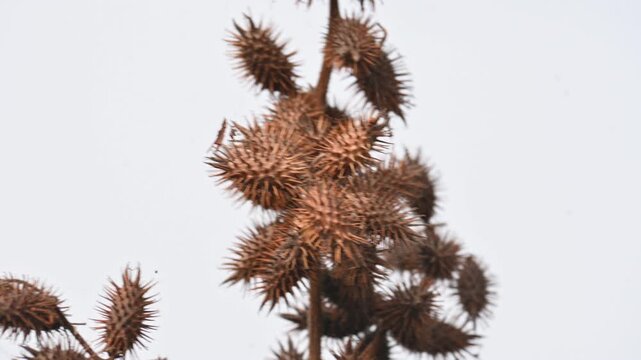 Xanthium strumarium. Its common name rough cocklebur,&nbsp;Noogoora burr, clotbur,&nbsp;common cocklebur,&nbsp;large cocklebur,&nbsp;woolgarie bur and Siberian cocklebur. Its species flowering plant&nbsp;family&nbsp;Asteraceae. 